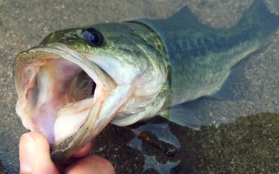 京都府高山ダムバックウォーターおかっぱりバス釣り Bassers High