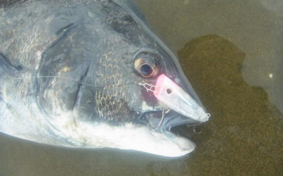 河川の黒鯛を釣る方法 1度 味わったら 病みつき 河川チヌのシャローゲーム My Eyes Still Salty