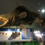 アカメの群泳が日本一！高知の観光名所、坂本龍馬が愛した桂浜にある『桂浜水族館』に行きました！