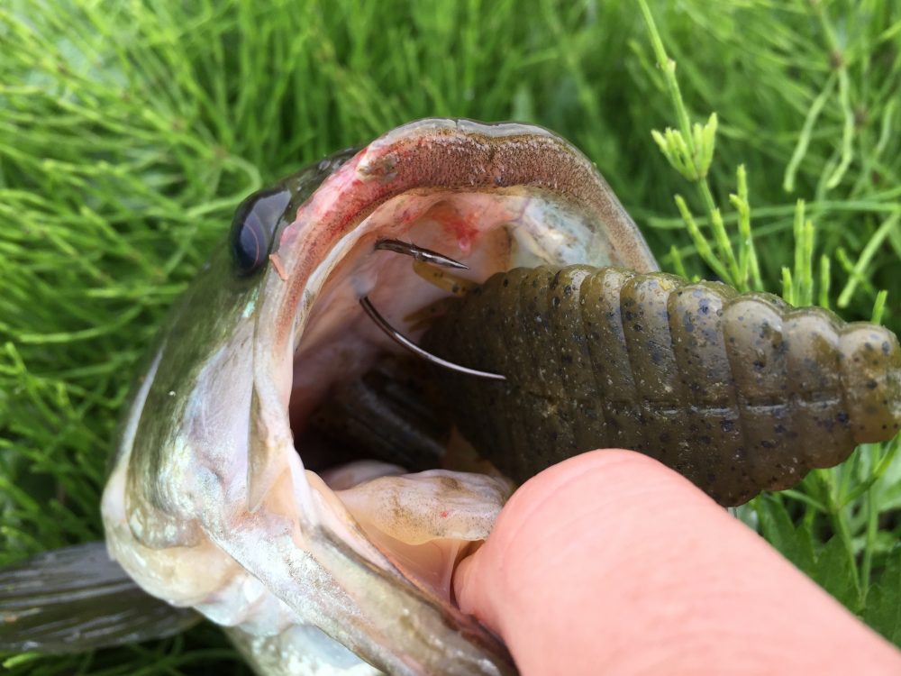 いいゾ これ カスミ水系オカッパリでブルフラットが大活躍 真夏の夜の釣夢