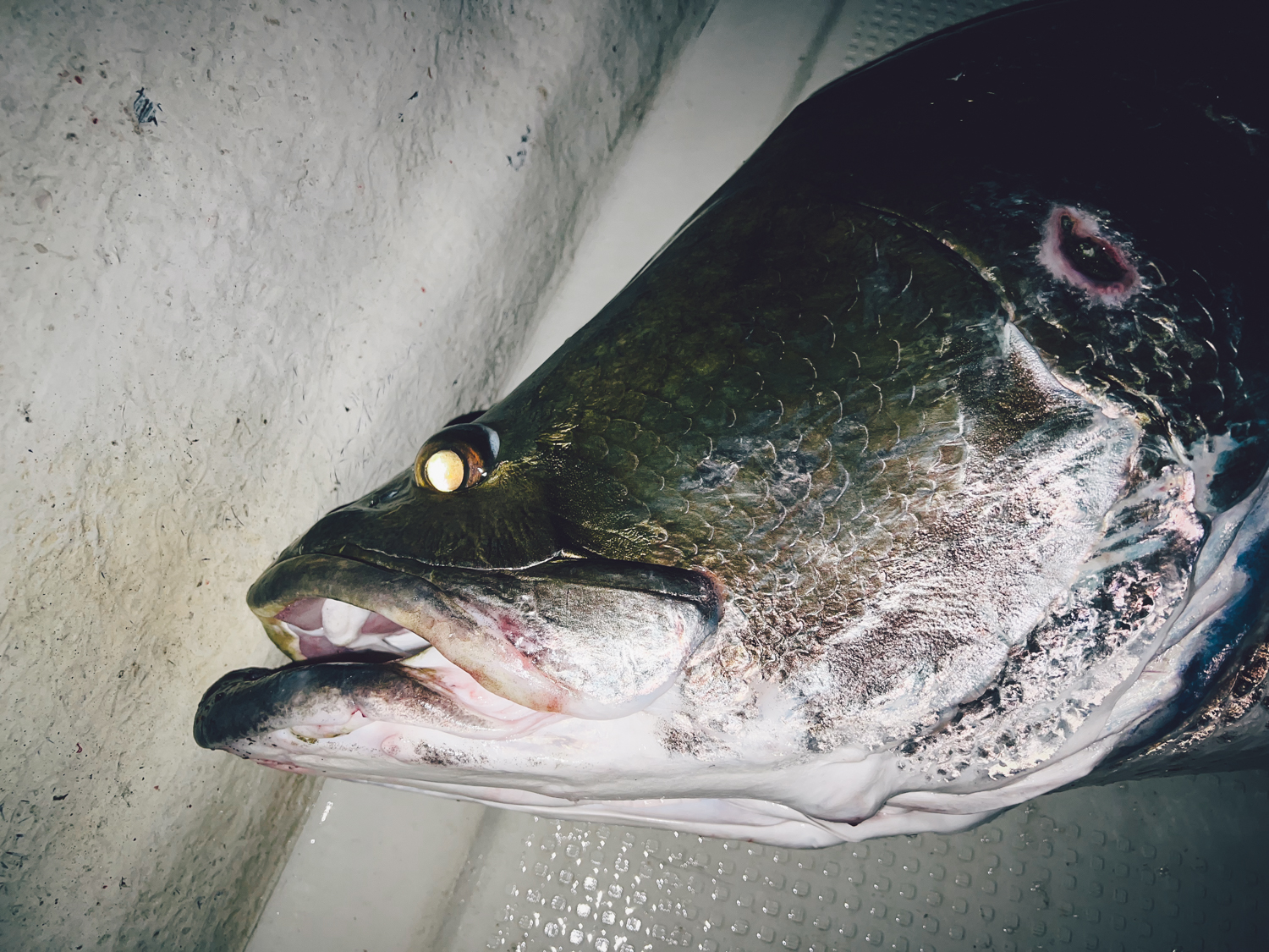 【日本三大怪魚】巨大なアカメを泳がせで捕獲！震えが止まらない興奮と恐怖の高知遠征 - Mr.NoBite 釣りリアルを求めて