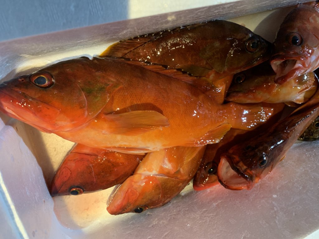 釣りから帰ったら 釣り人 へ 竿と二輪と魚